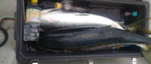 ブリの釣果写真2