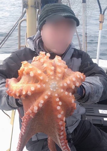 ヒラメ情報のイメージ