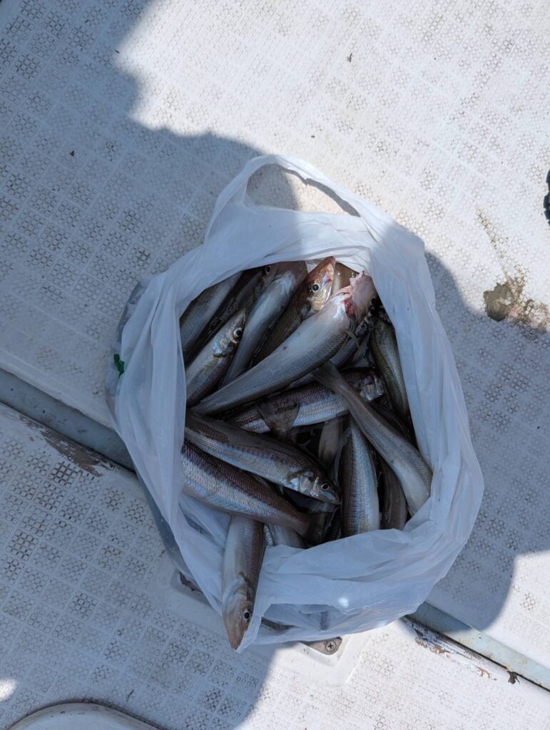 2026年8月24日 鹿島港 横ちゃん丸 シロギス・ヒラメ船 釣果|ヒラメ好調 写真2